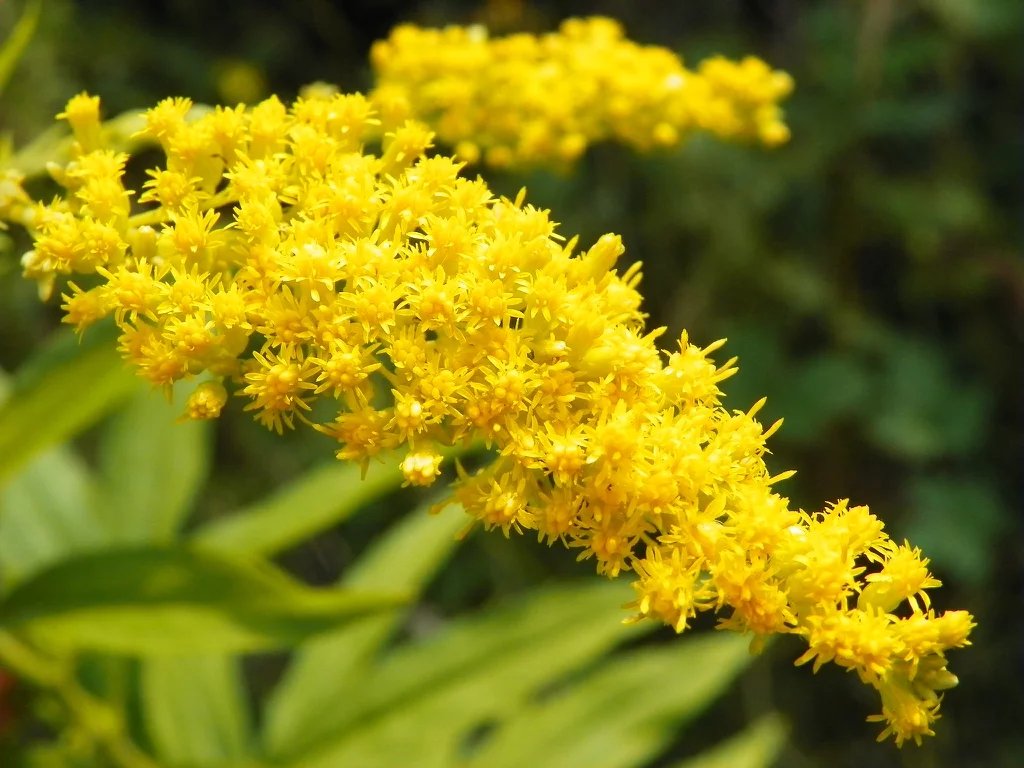 Goldenrod (Solidago canadensis)