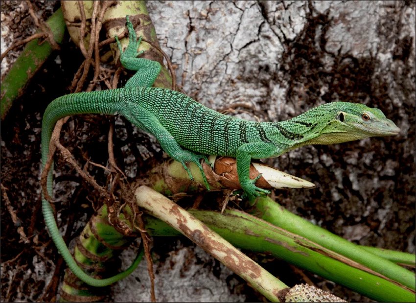 EMERALD TREE MONITOR