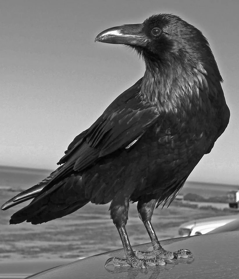 Common Raven