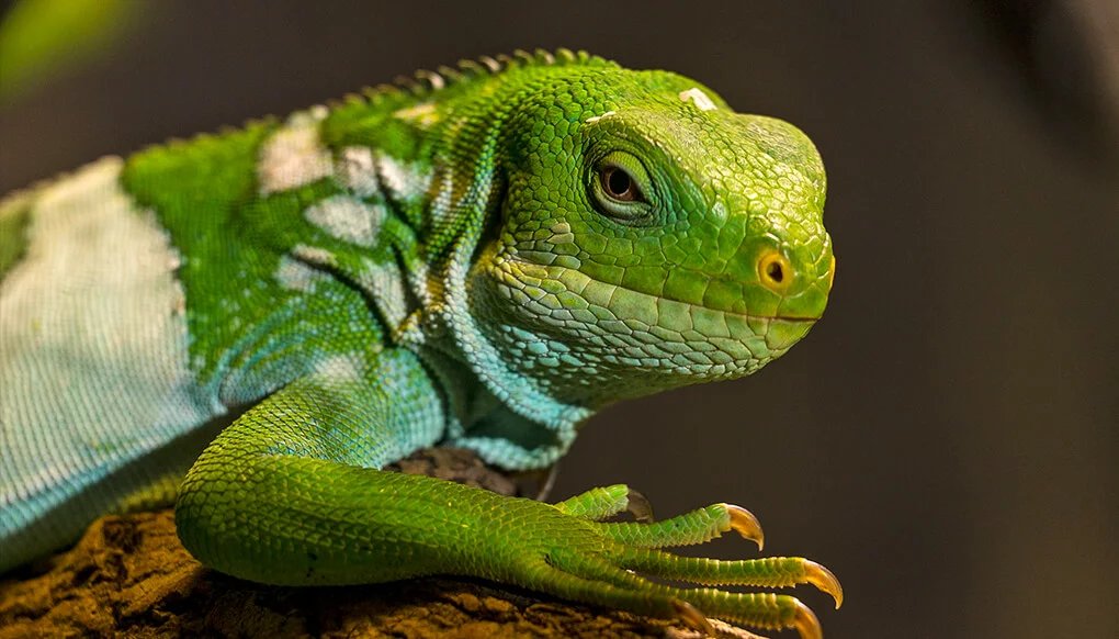 FIJI-BANDED IGUANA