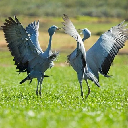Blue Crane