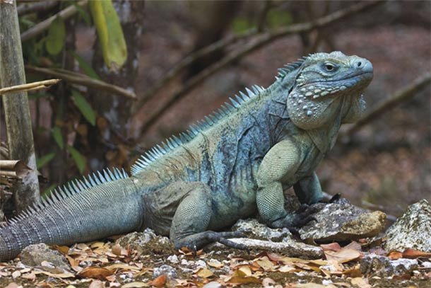 Grand Cayman Blue Iguana