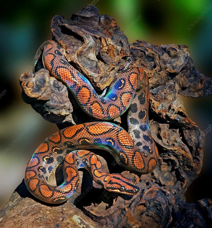 Rainbow Boa