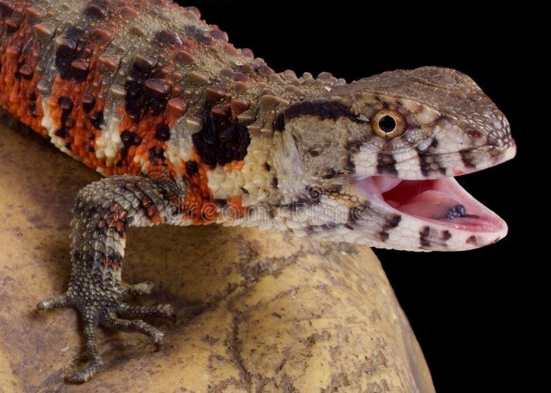 Chinese Crocodile Lizard