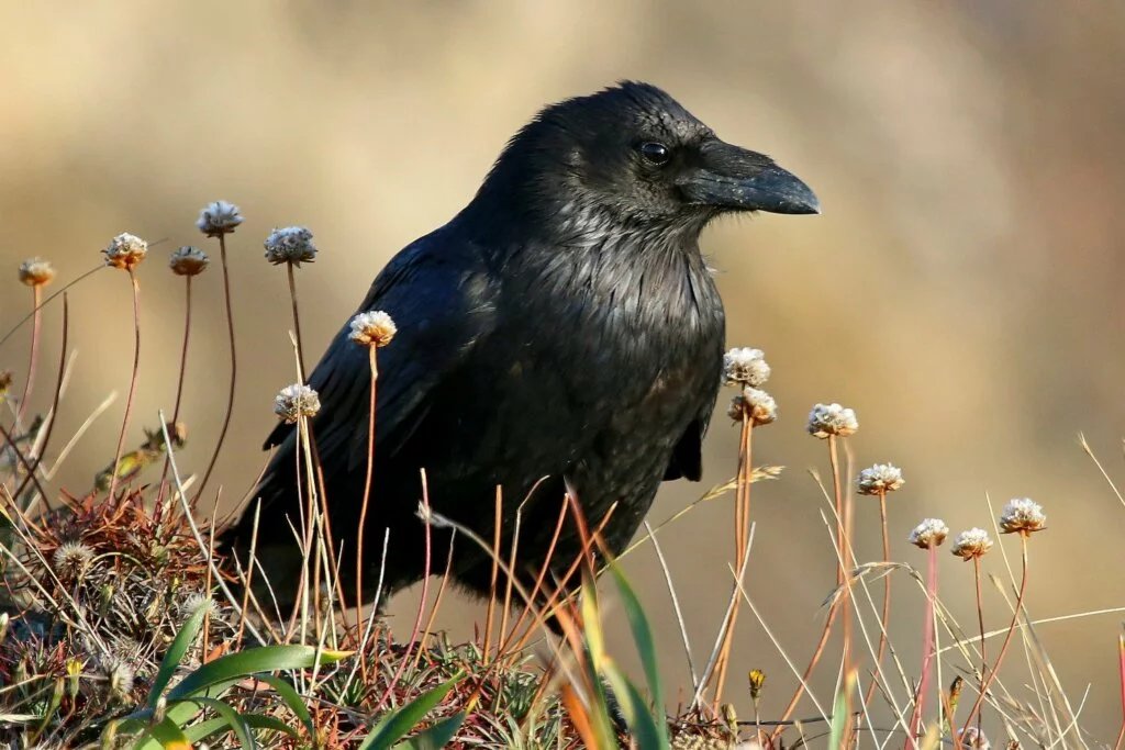 Common Raven