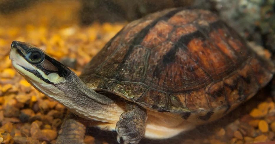 Chinese three-striped box turtle