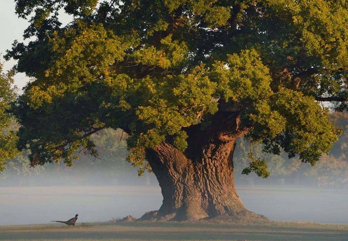 The Most Beautiful Ancient Oak Trees in Oxfordshire