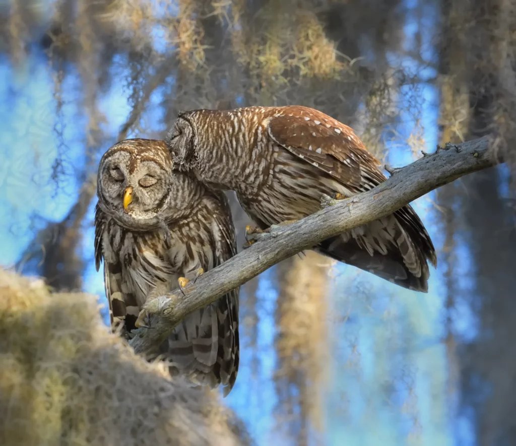 Barred Owls