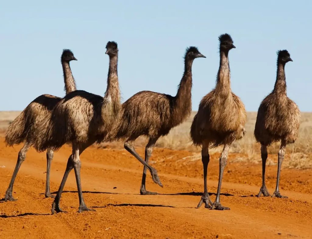emu