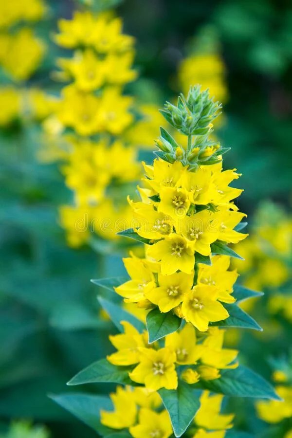 Dotted loosestrife (Lysimachia punctata)