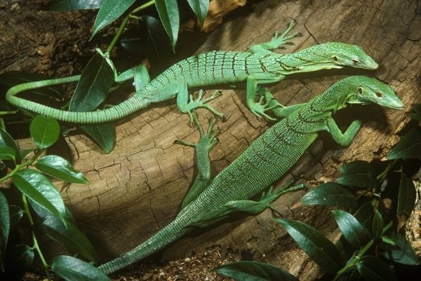 EMERALD TREE MONITOR