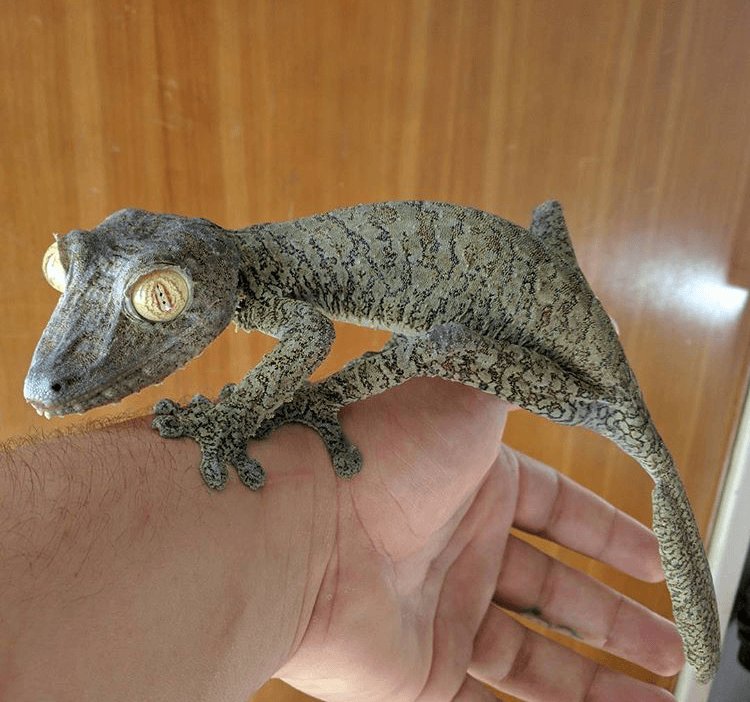 Giant Leaf-Tailed Gecko