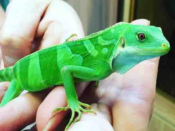 FIJI-BANDED IGUANA