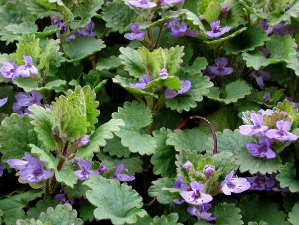 “Ground ivy (Glechoma hederacea)”
