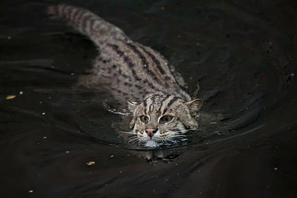 fishing cat