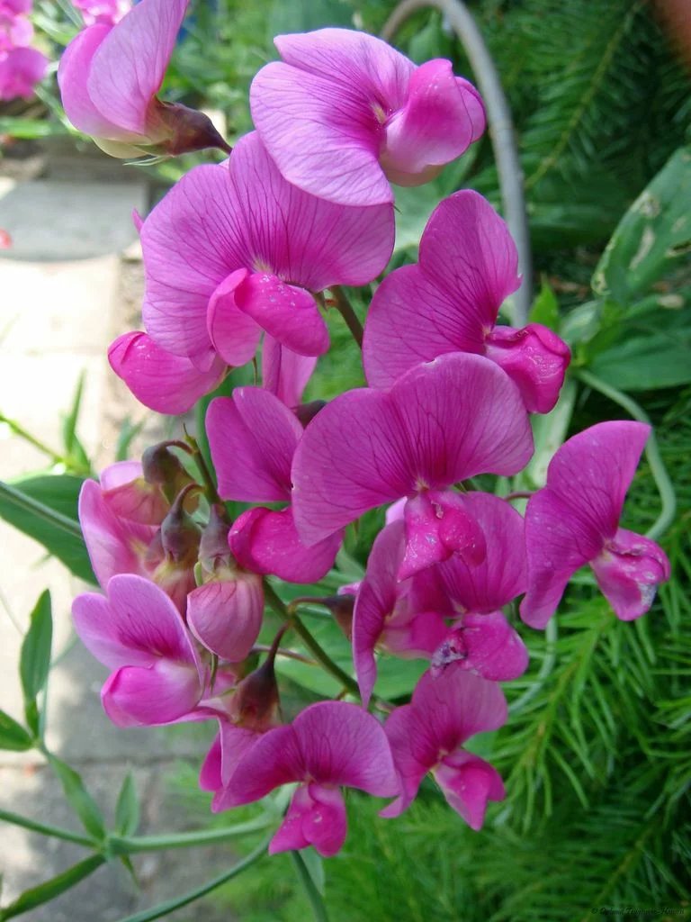 Broad-leaved everlasting pea (Lathyrus latifolius)