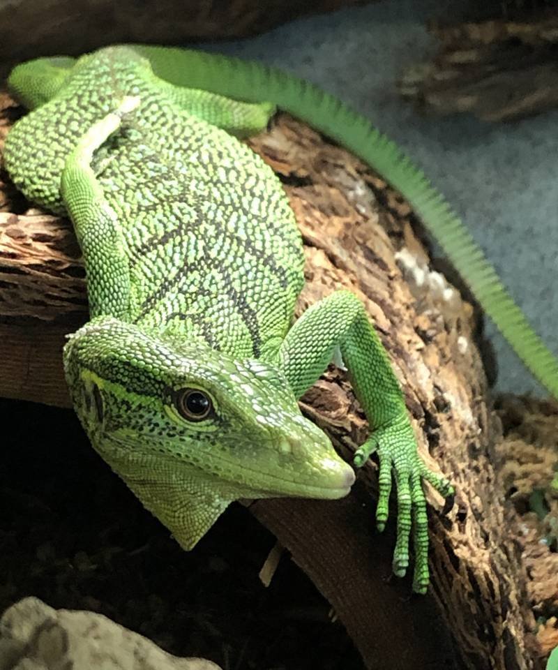 EMERALD TREE MONITOR