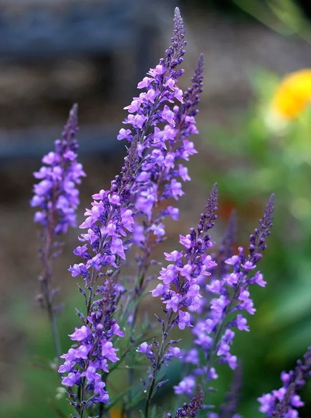 Purple toadflax (Linaria purpurea)