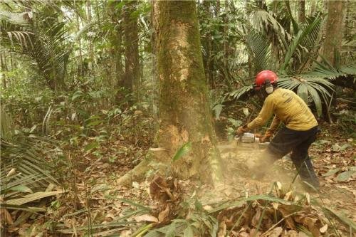 humans do to affect wildlife