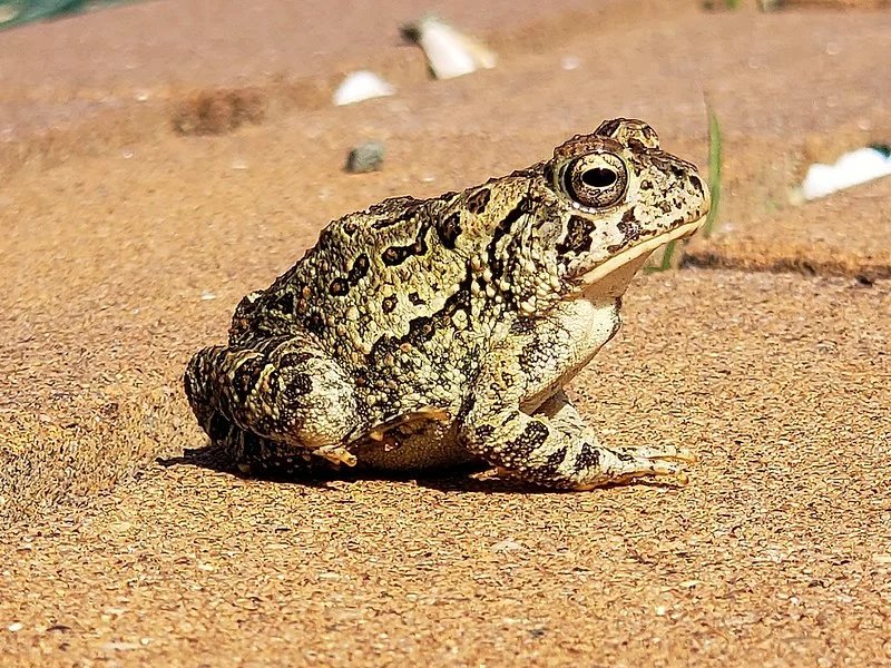 FOWLER'S TOAD