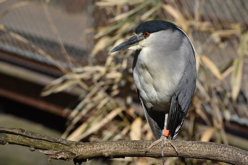 Black-crowned Night Heron