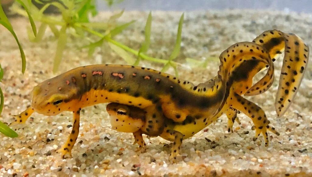 EASTERN NEWT