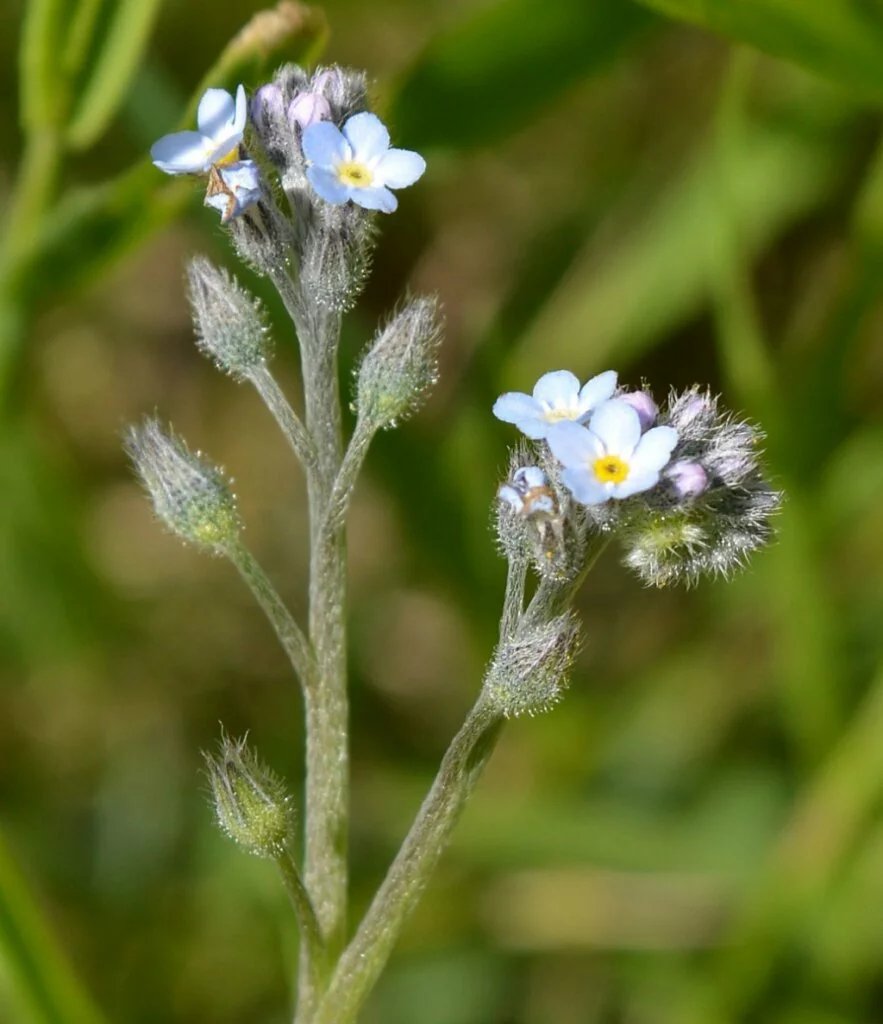 Spring Wildflowers