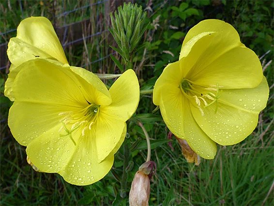 Large-flowered evening primrose (Oenothera glazioviana)