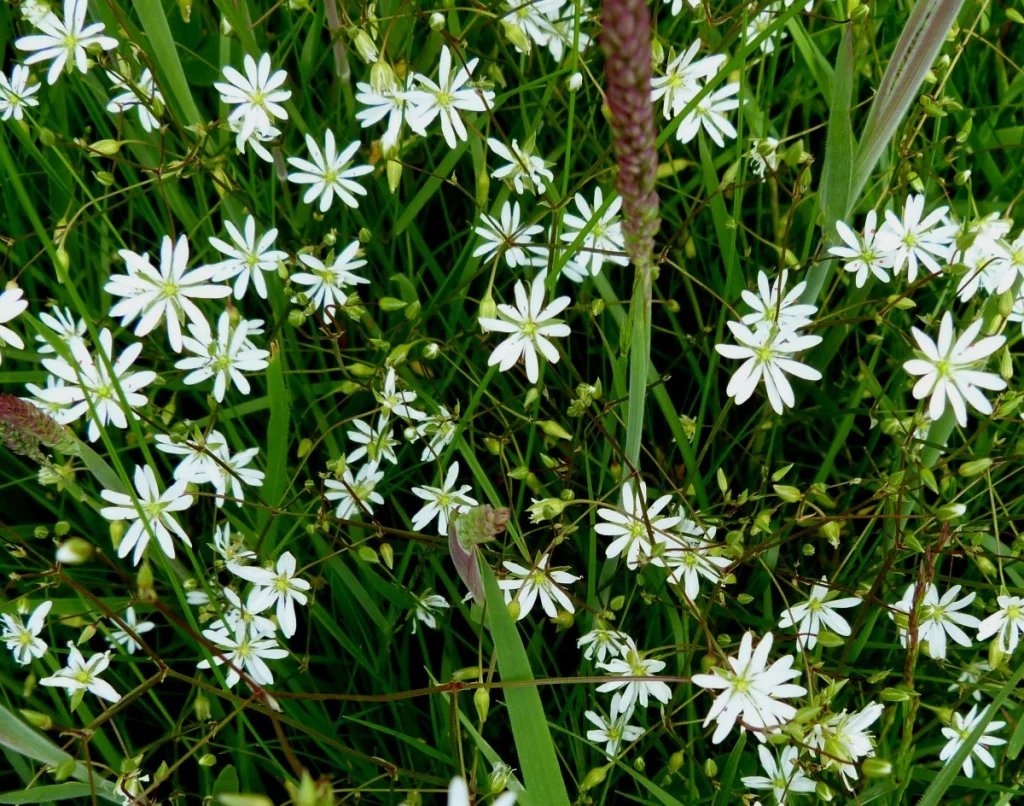 “Lesser stitcheroot (Stellaria graminea)”
