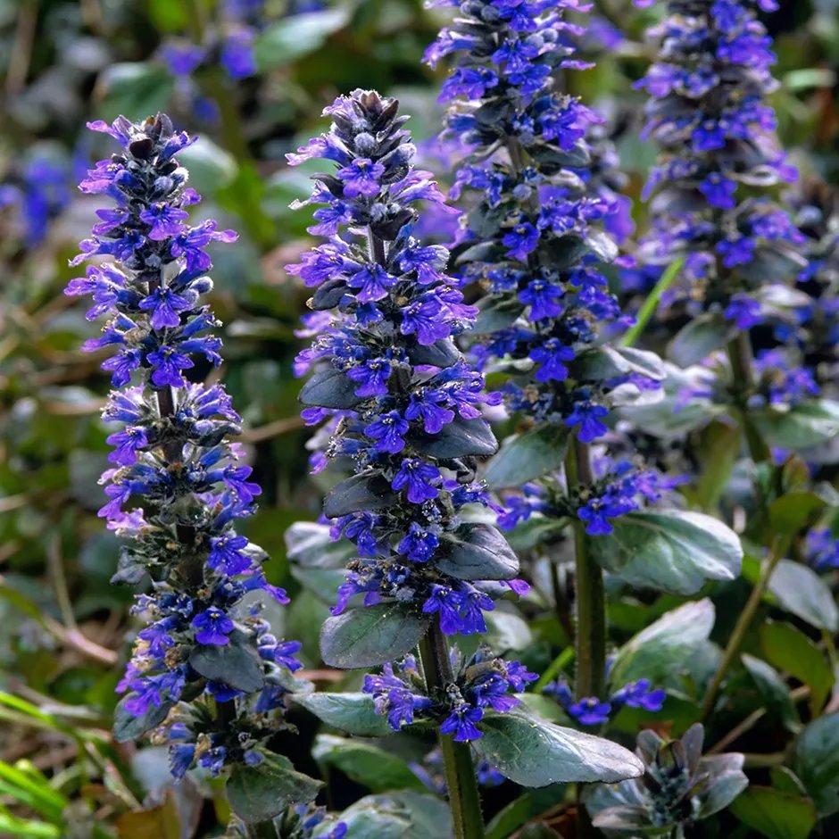 “Bugle (Ajuga reptans)”