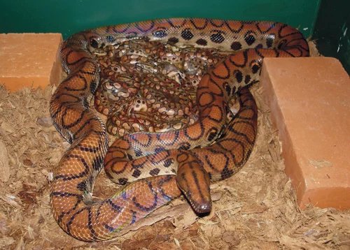 What is a rainbow boa