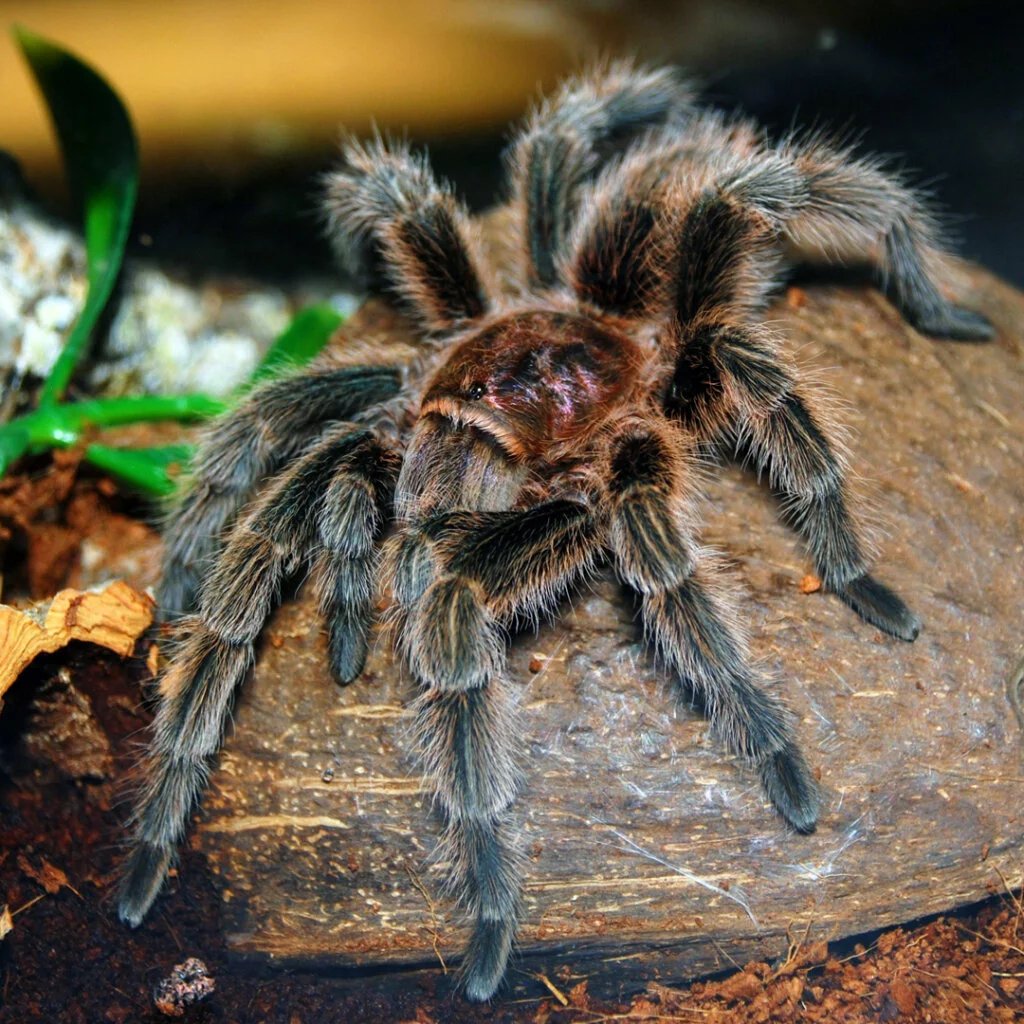 Chilean Rose Tarantula
