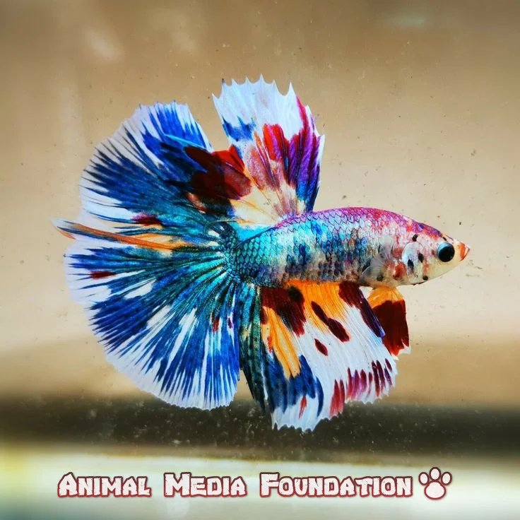 Which is the low-maintenance freshwater fish