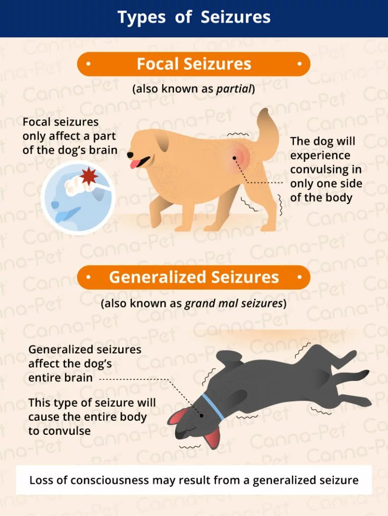 seizures in dogs