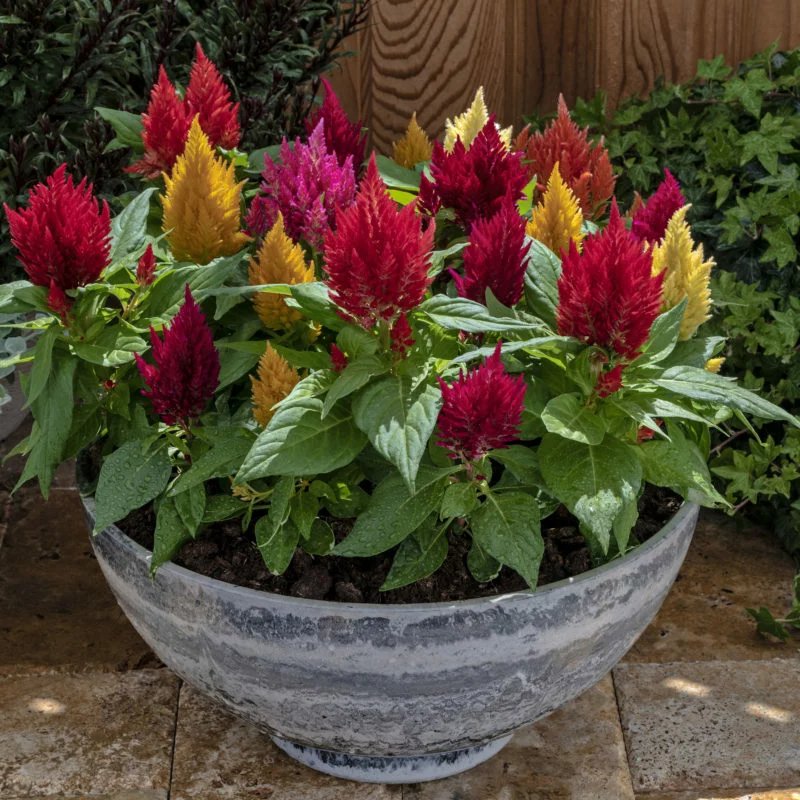 kimono orange plants