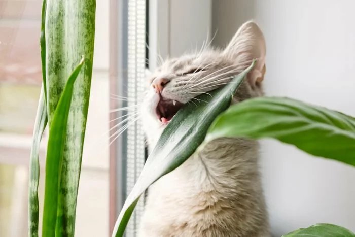 Are plants poisonous to cats