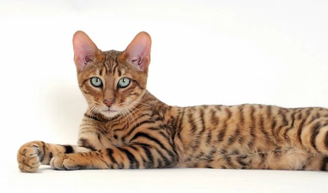 Do you like Toyger cats