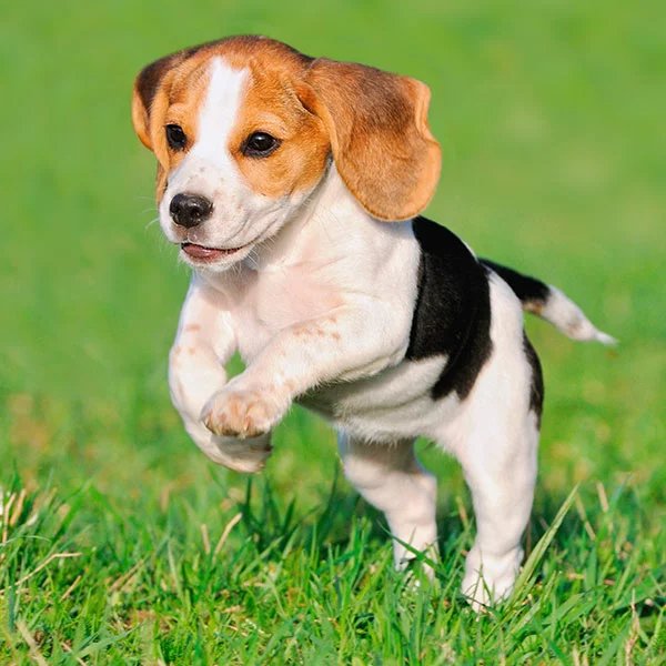 Interesting Facts About Beagle