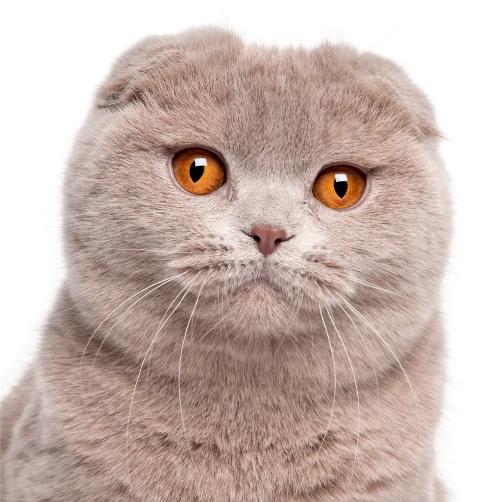 Scottish Fold cat