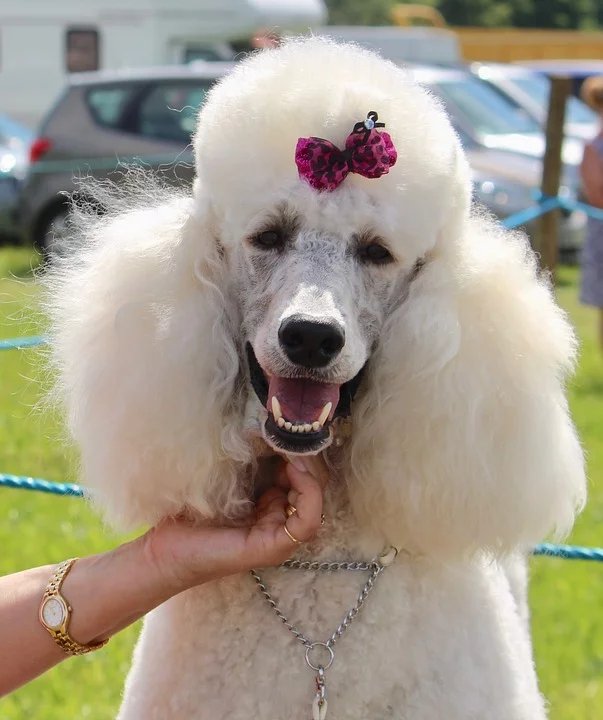 everything about your poodle