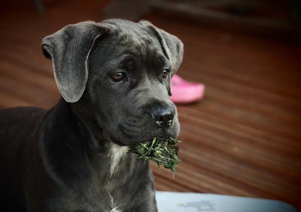 Cane Corso chiot