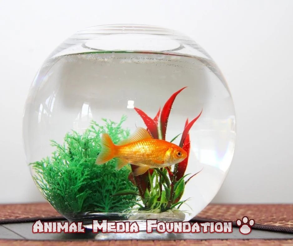 low-maintenance freshwater fish