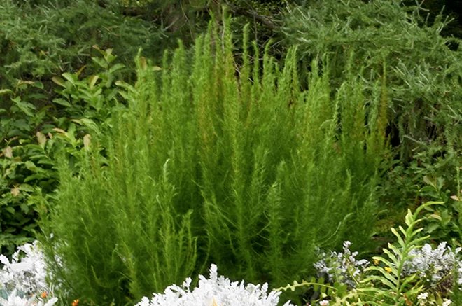 Poisonous plants for cats