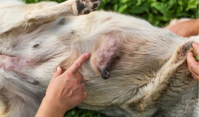 Dogs with Cancer