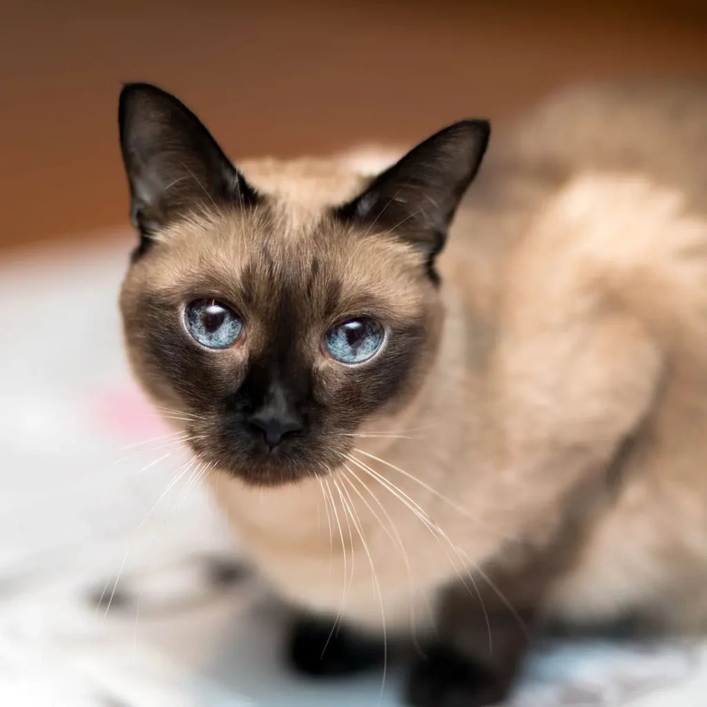 Siamese cat