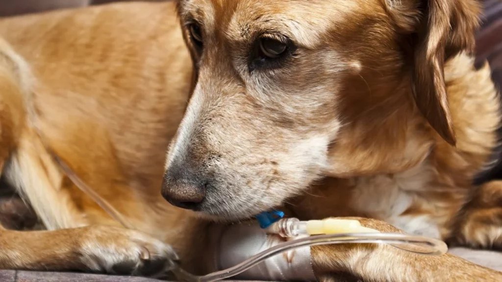 pancreatitis in dogs