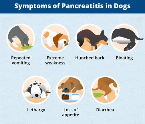 pancreatitis in dogs
