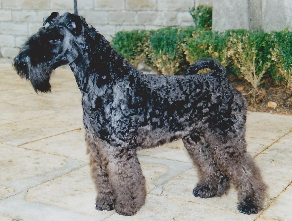 kerry blue terrier grooming