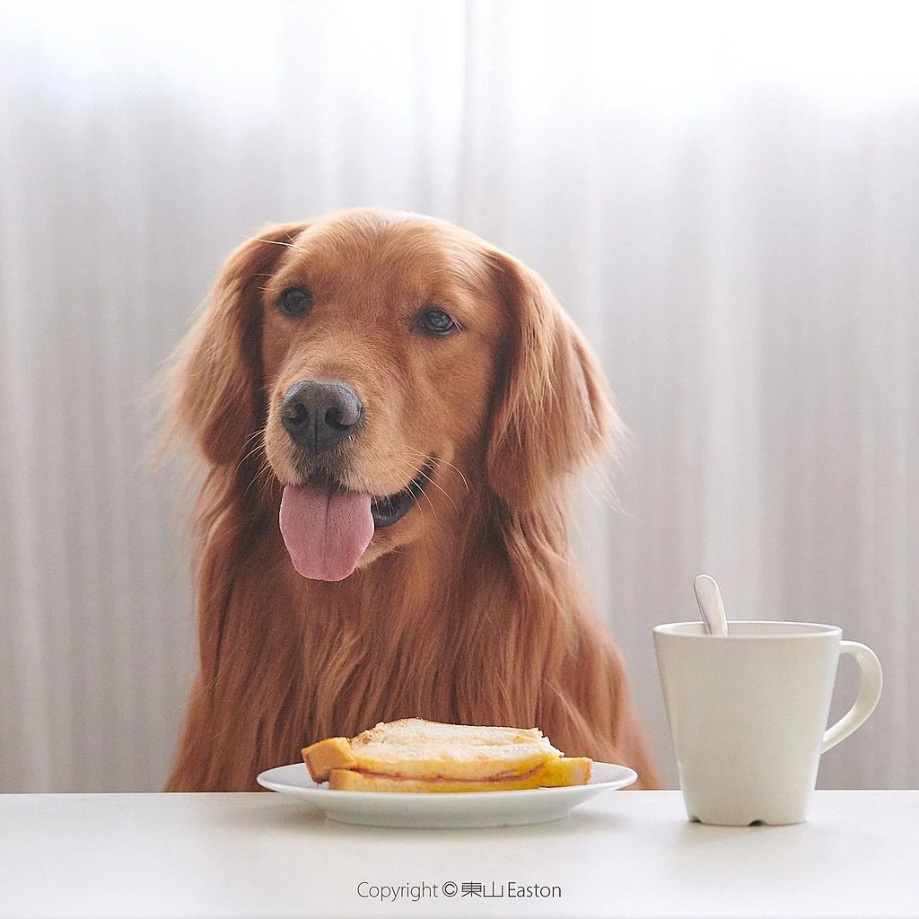 can dogs eat <a href=