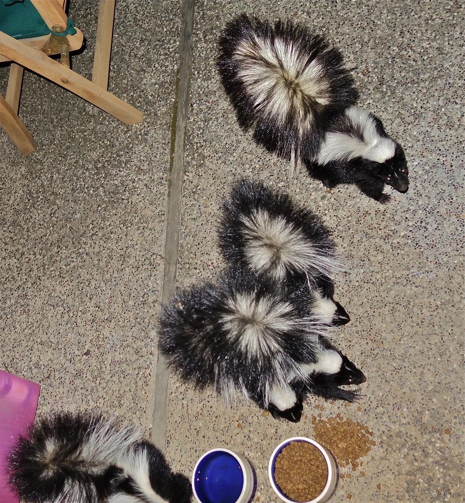 Can baby skunks spray?